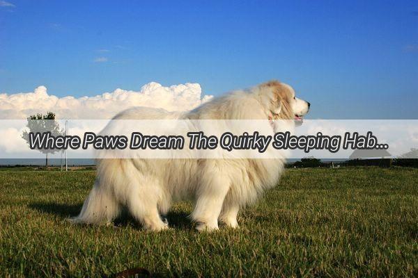 Where Paws Dream The Quirky Sleeping Habits of Our Furry Companions